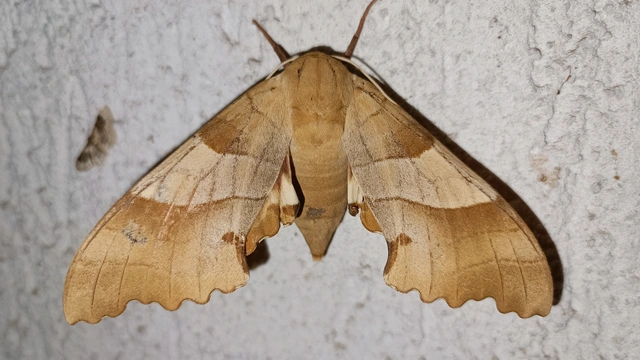 Marumba quercus - tölgyfaszender