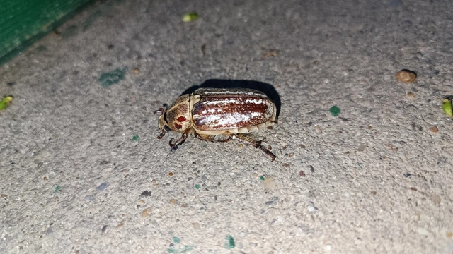 Anoxia orientalis - keleti cserebogár