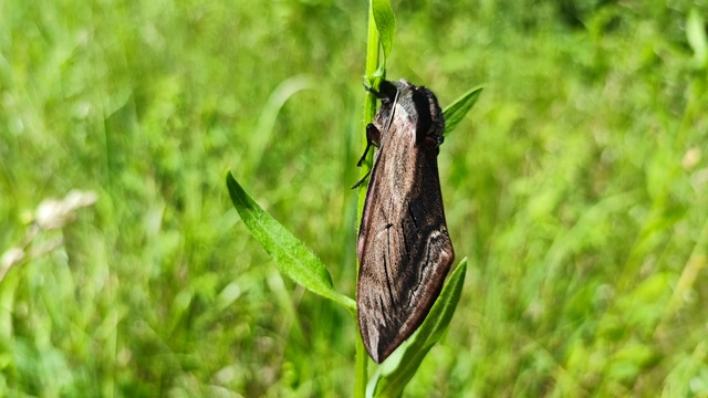 Sphinx ligustri - fagyalszender