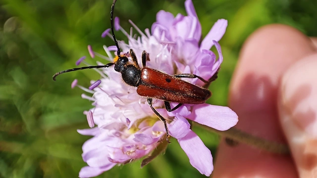 Vadonia unipunctata - kétpettyes virágcincér