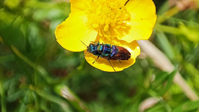Anthaxia salicis - bíboros virágdíszbogár