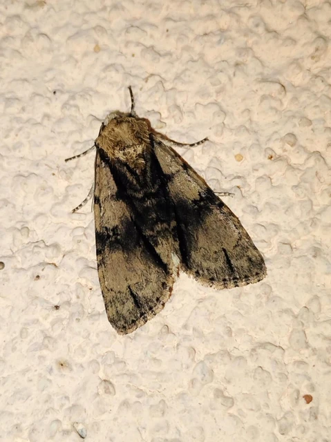 Acronicta alni - éger-szigonyosbagoly