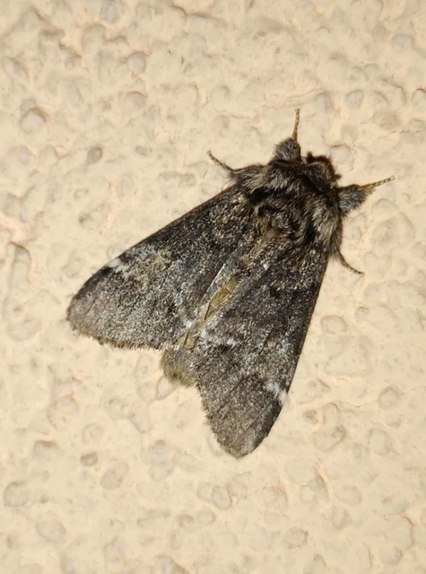 Drymonia dodonea - bélyeges púposszövő