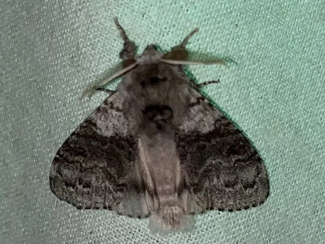 Calliteara pudibunda - hamvasszövő