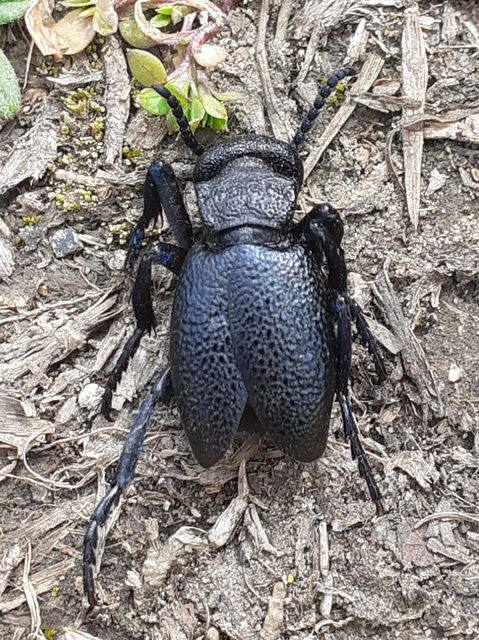 Meloe cicatricosus - óriásnünüke