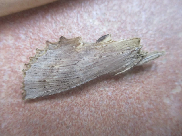 Pterostoma palpina - csőrös púposszövő