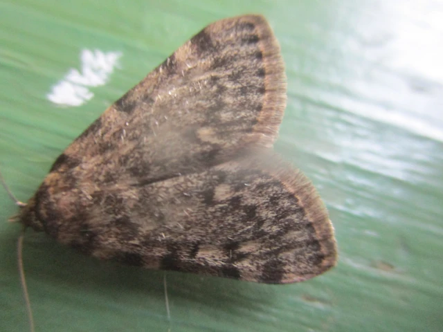 Aglossa pinguinalis - zsiradékmoly