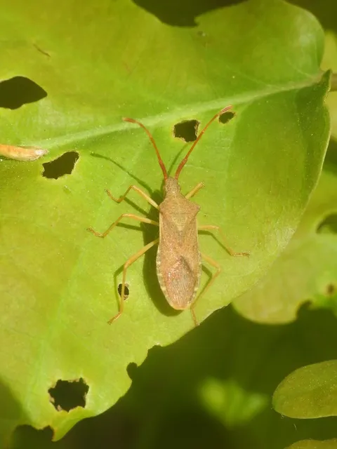 Gonocerus acuteangulatus - aranypetés karimáspoloska