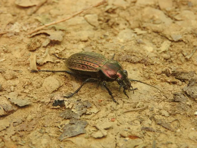 Carabus ulrichii - rezes futrinka Carabus ulrichii - rezes futrinka