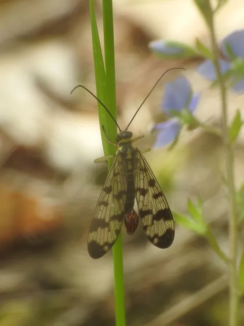 Panorpa vulgaris