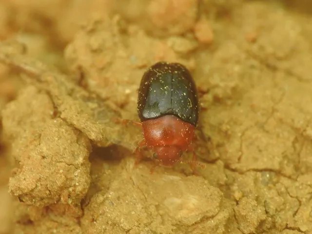 Triplax lepida - csinos tarbogár