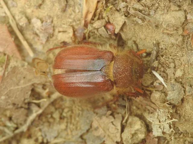 Holochelus vernus - tavaszi cserebogár