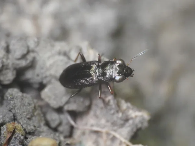 Notiophilus rufipes - vöröslábú szemesfutó