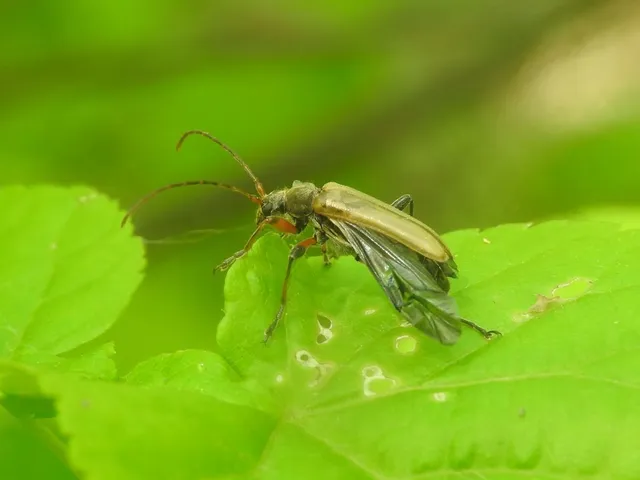 Cortodera femorata - fenyves-cserjecincér
