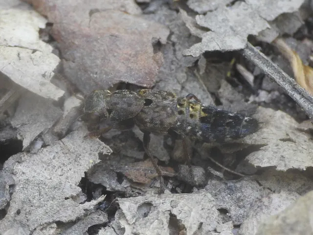 Ontholestes haroldi - sárgatérdű holyva