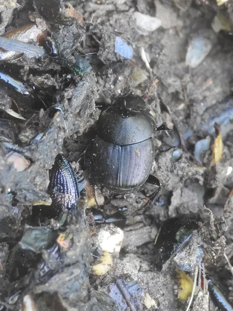 Onthophagus verticicornis - fekete trágyatúró