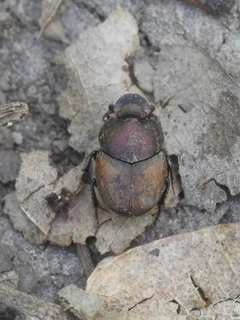 Onthophagus coenobita - rezes trágyatúró