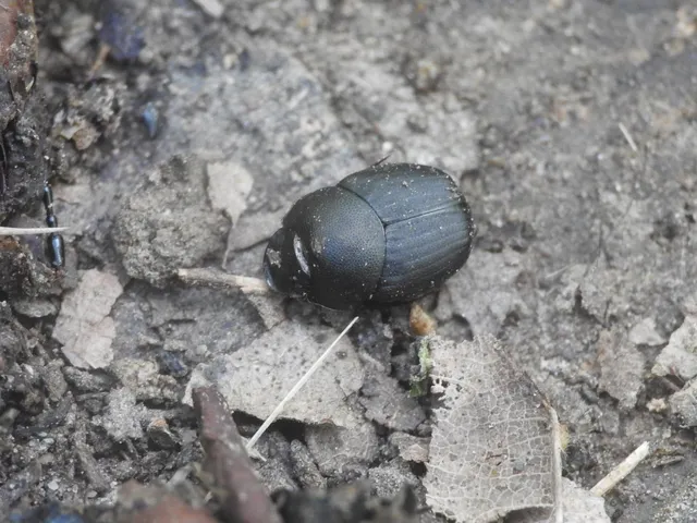 Onthophagus verticicornis - fekete trágyatúró
