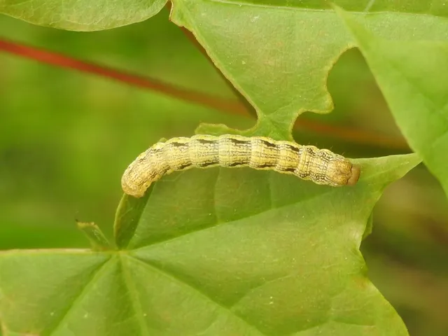 Erannis defoliaria - nagy téliaraszoló