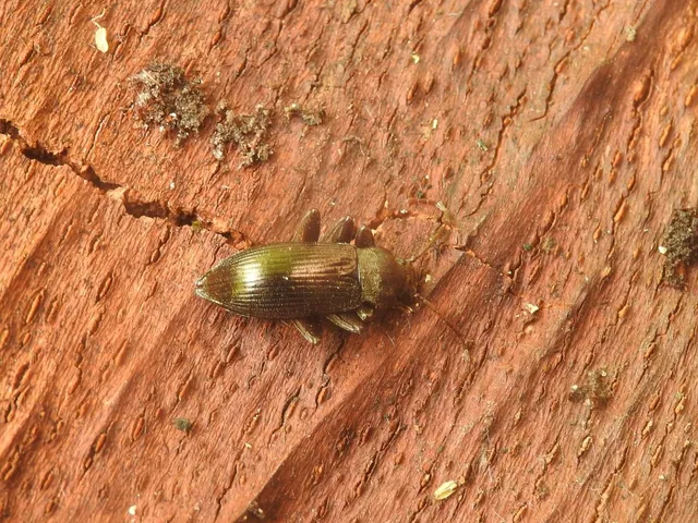 Stenomax aeneus - bronzos gyászbogár