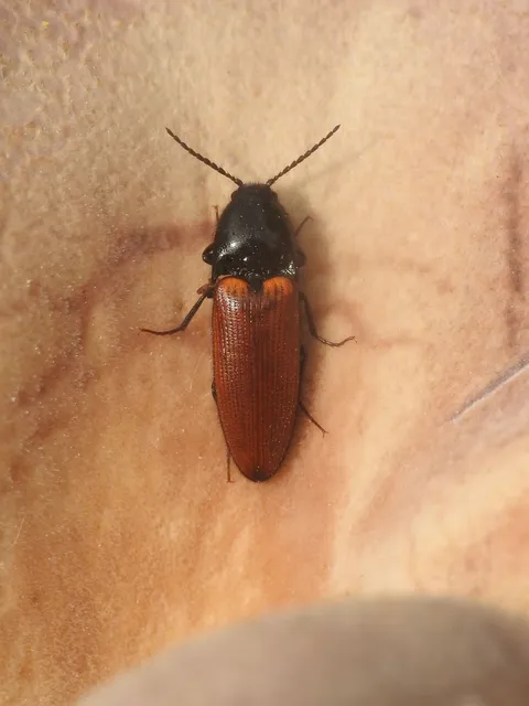Ampedus