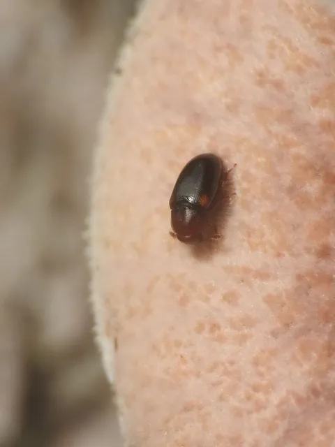 Dacne bipustulata - vállfoltos tarbogár
