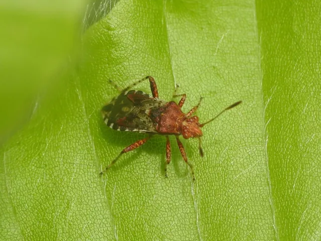 Rhopalus subrufus - vörös üvegszárnyú-poloska