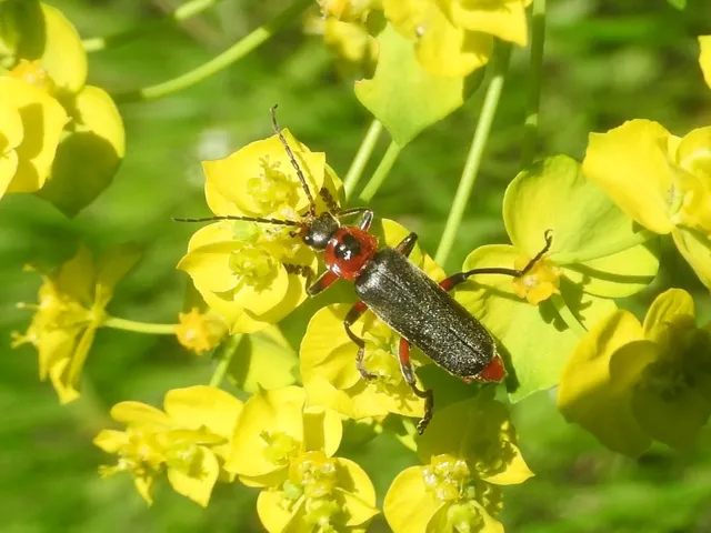Cantharis rustica - suszterbogár