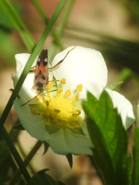 Beosus quadripunctatus - pettyes homokibodobács