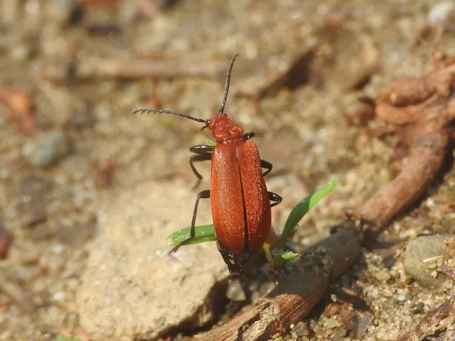 Pyrochroa serraticornis - közép-bíborbogár