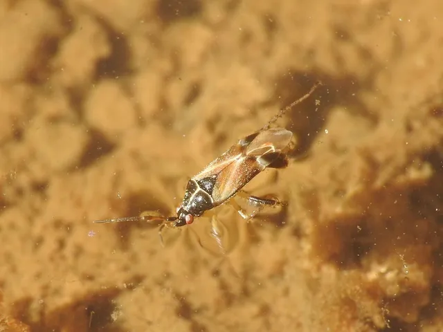 Harpocera