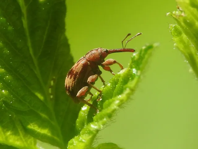 Anthonomus rectirostris - meggymaglikasztó Anthonomus rectirostris - meggymaglikasztó