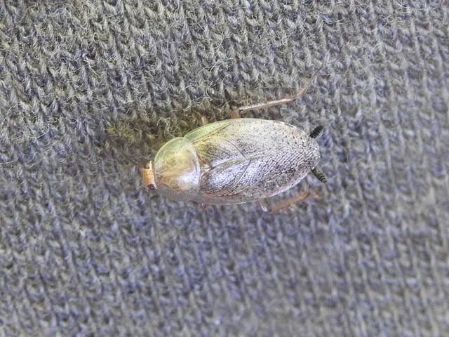 Blattodea - Csótányok