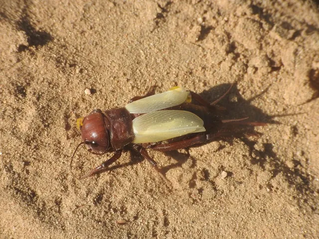 Gryllus campestris - mezei tücsök
