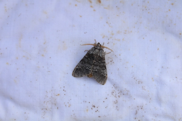 Drymonia ruficornis - cserfa-púposszövő