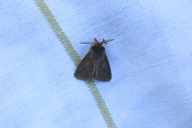 Diaphora mendica - felemás medvelepke