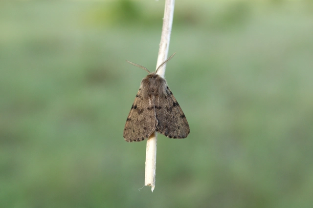 Diaphora luctuosa - gyászos medvelepke