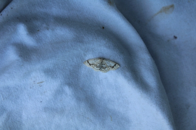Cyclophora annularia - gyűrűs pettyesaraszoló