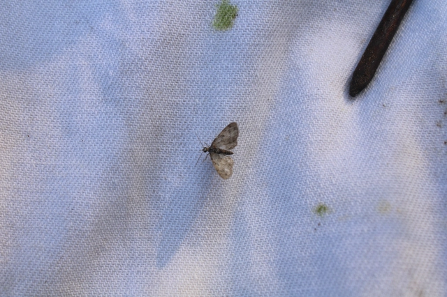 Eupithecia dodoneata - tölgy-törpearaszoló