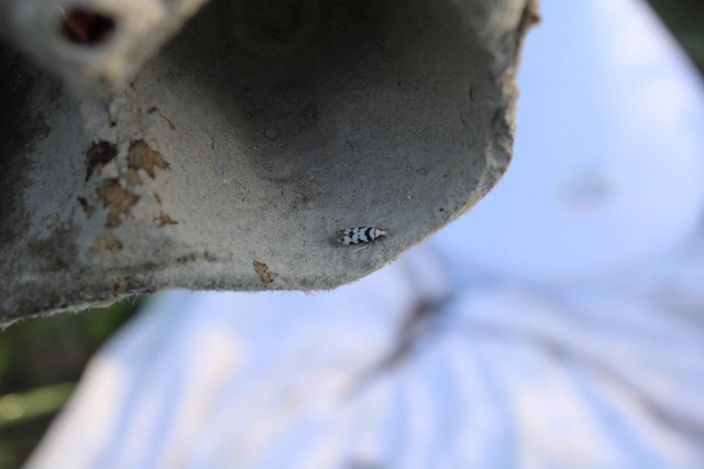 Pseudotelphusa scalella - moharágó sarlósmoly