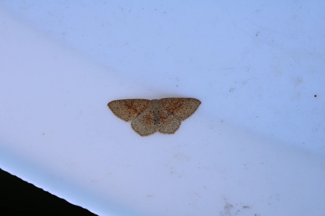 Cyclophora porata - körös pettyesaraszoló