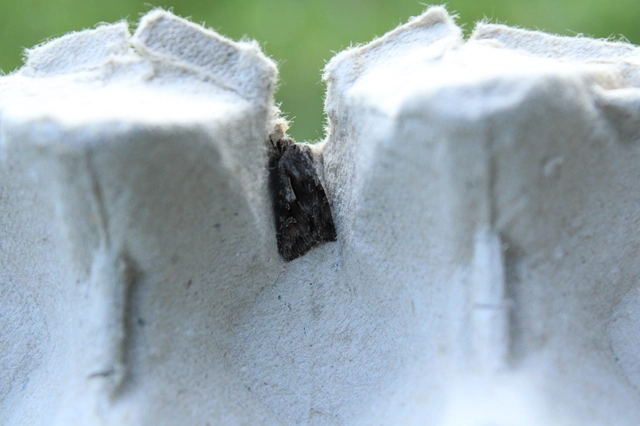 Chloantha hyperici - orbáncfű-sugarasbagoly