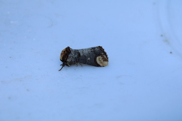 Phalera bucephala - sárgafoltos púposszövő