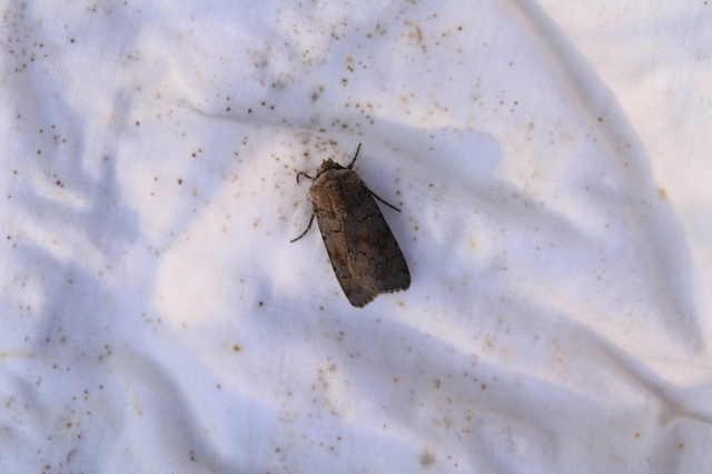 Agrotis cinerea - szürkés földibagoly