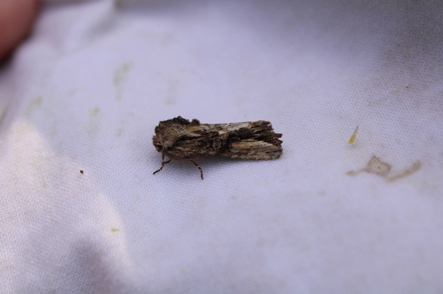 Egira conspicillaris - változékony szürkebagoly