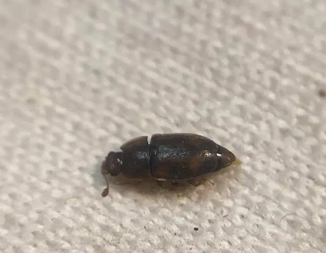 Epuraea unicolor - széleslábú fénybogár Epuraea unicolor - széleslábú fénybogár