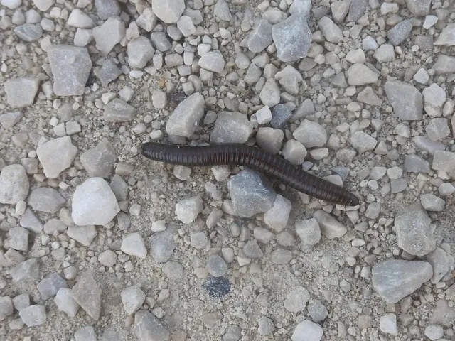 Diplopoda - Ikerszelvényesek