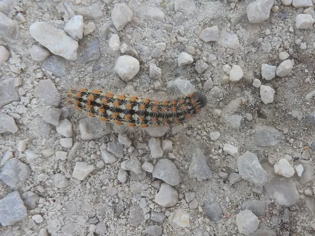 Pentophera morio - réti gyapjaslepke