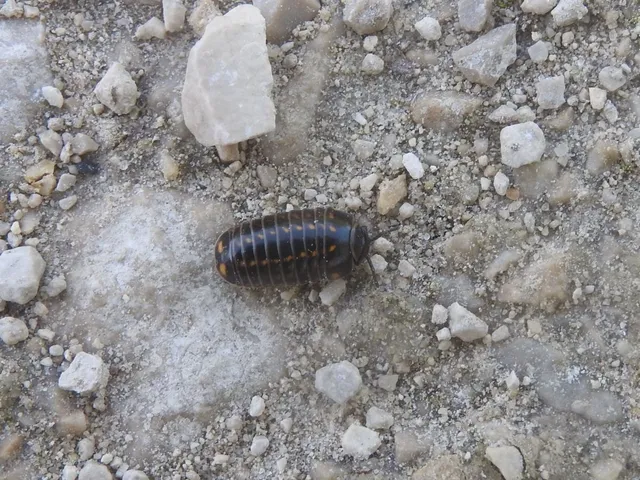 Isopoda - Ászkarákok