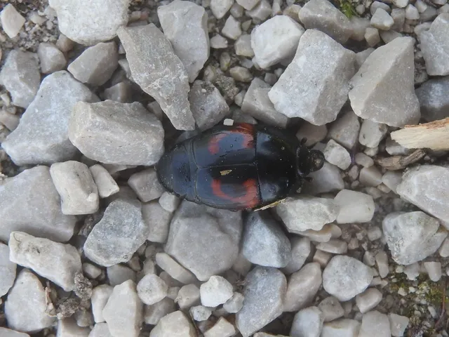 Hister quadrimaculatus - közönséges sutabogár